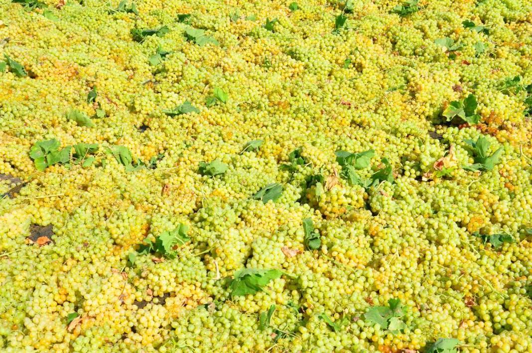 Üzüm ihracatının yüzde 90'ı bu kentten yapılıyor: 103 ülkeye gönderiliyor! Üzümler serildi, ovadan renkli görüntüler... 9